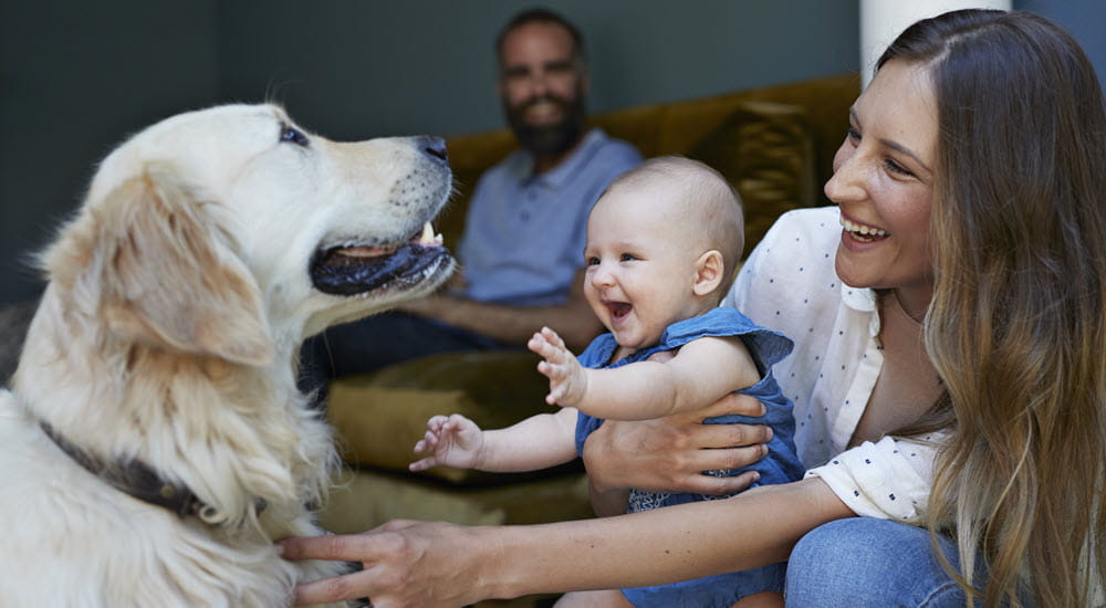 Mother and baby playing with family pet dog with the father watching in the background